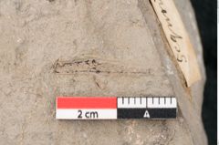 Foto (Detailansicht) von Sequoia tournalii Brongn. (NHMW-GEO-2024-0188-7950)